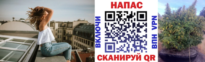 Каннабис OG Kush  Новотроицк 